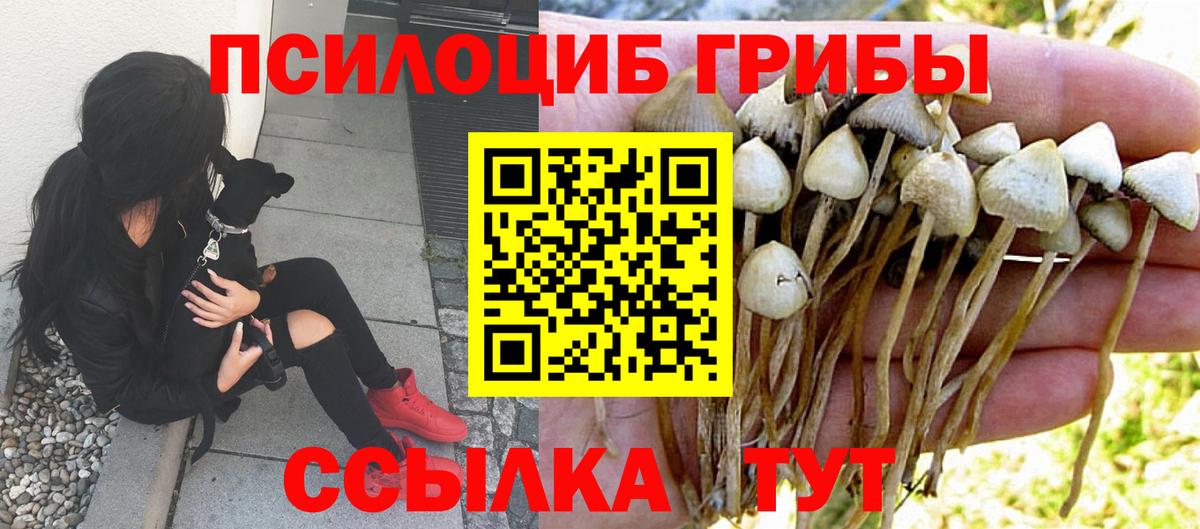 Галлюциногенные грибы Psilocybe Сертолово
