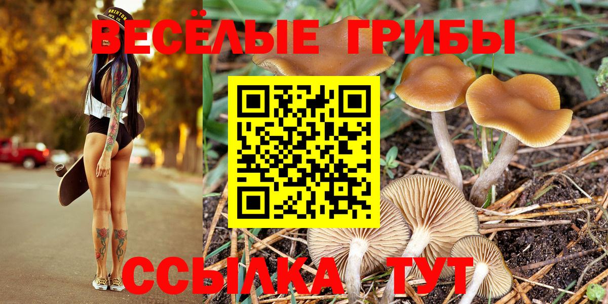 Сертолово  Галлюциногенные грибы GOLDEN TEACHER  Вход с VPN 